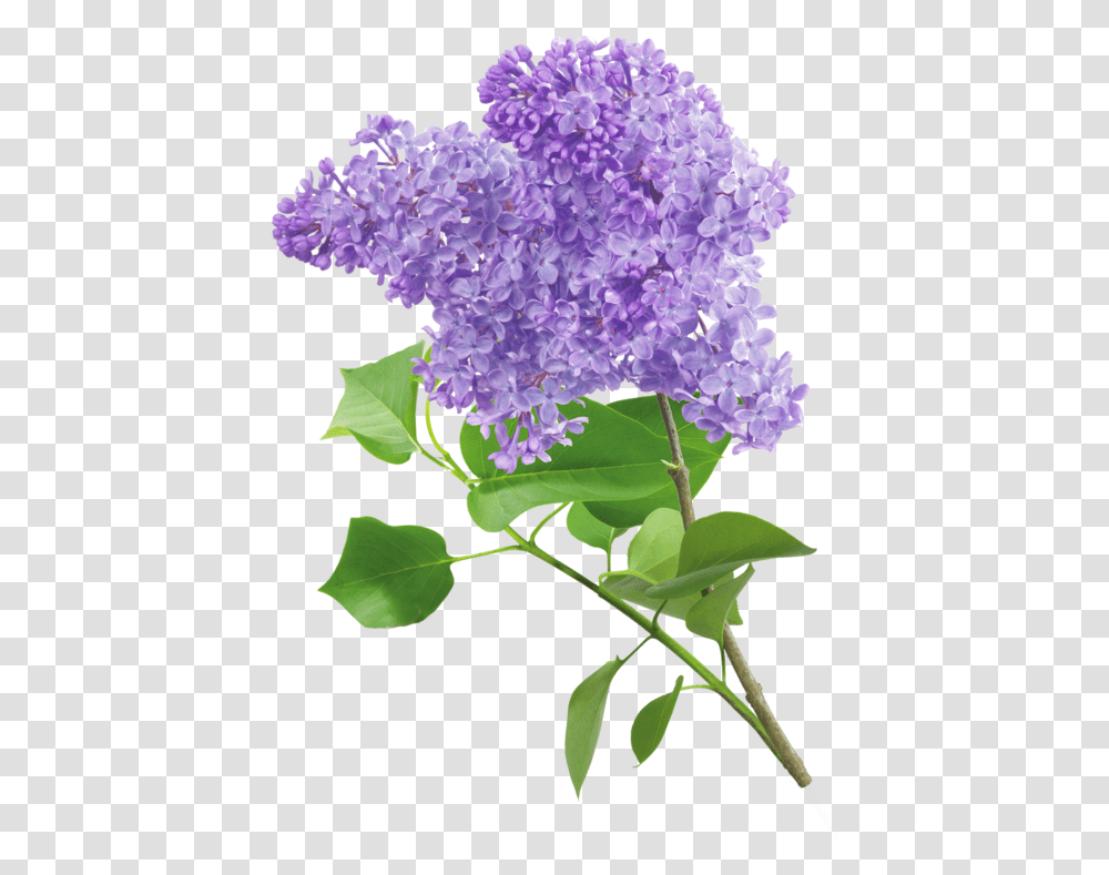 Common Lilac, Plant, Flower, Blossom Transparent Png