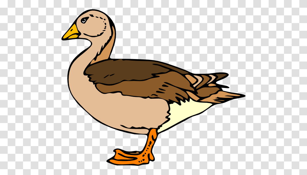 Common Loon Clip Art Vector, Duck, Bird, Animal, Goose Transparent Png