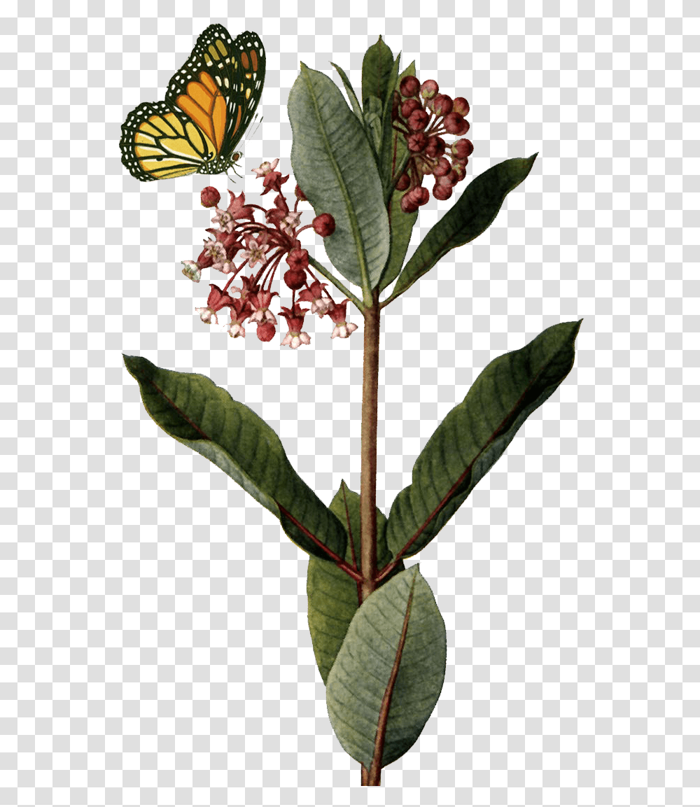 Common Milkweed Background, Plant, Acanthaceae, Flower, Leaf Transparent Png