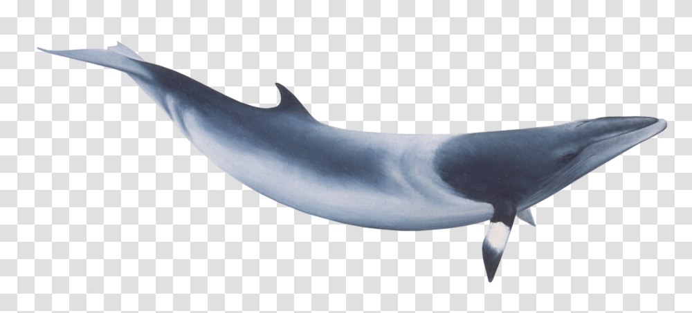 Common Minke Whale, Sea Life, Animal, Mammal, Shark Transparent Png
