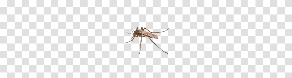 Common Mosquito, Insect, Invertebrate, Animal, Bow Transparent Png