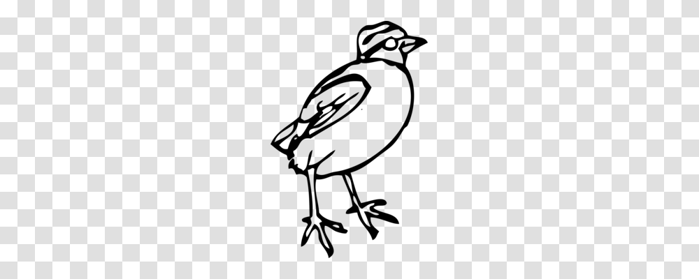 Common Nightingale Bird Drawing Download Maya, Gray, World Of Warcraft Transparent Png