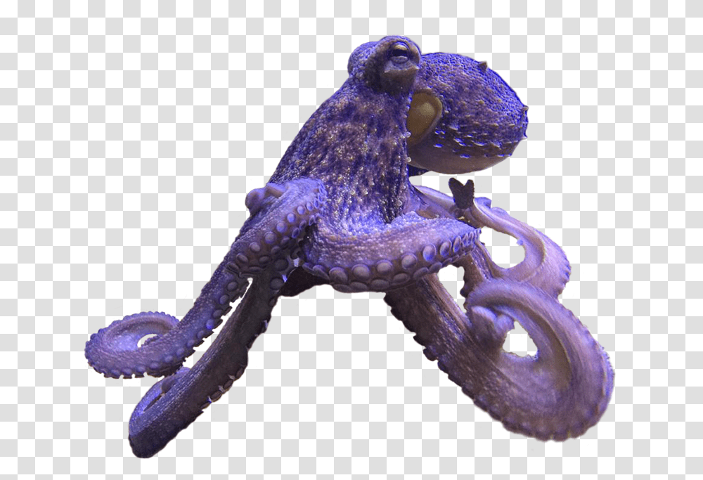 Common Octopus Octopus, Lizard, Reptile, Animal, Sea Life Transparent Png