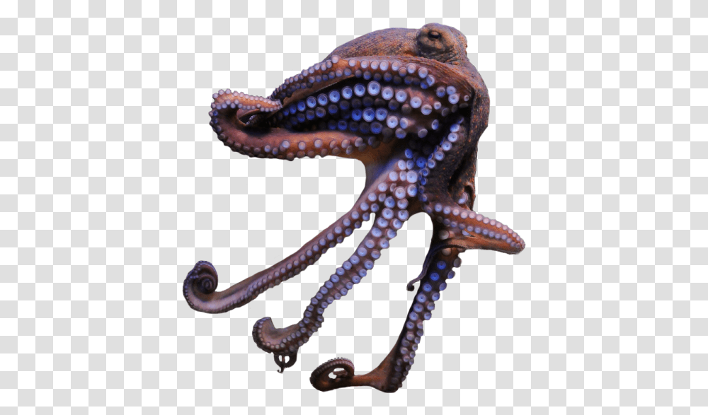Common Octopus Octopus, Snake, Reptile, Animal, Sea Life Transparent Png