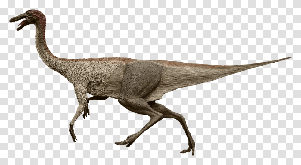 Common Ostrich, T-Rex, Dinosaur, Reptile, Animal Transparent Png