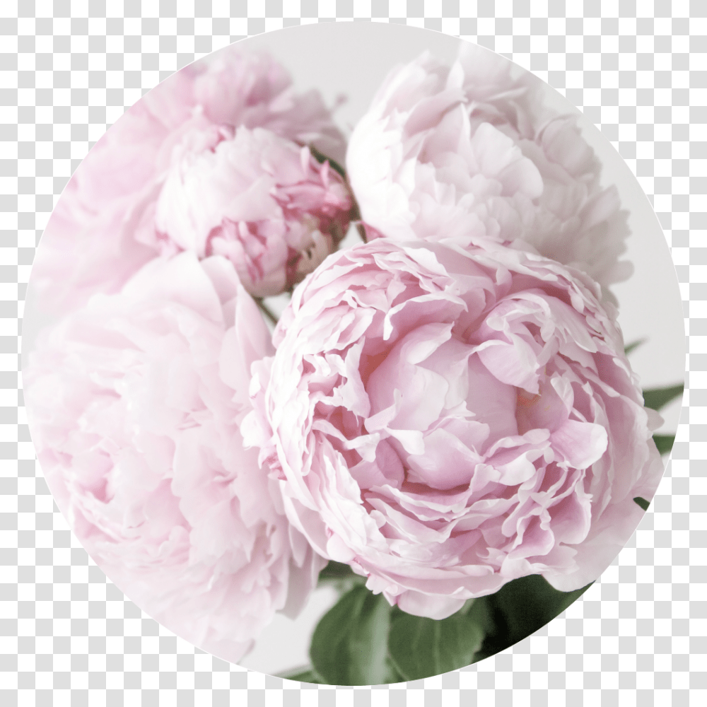 Common Peony Common Peony, Plant, Flower, Blossom, Carnation Transparent Png