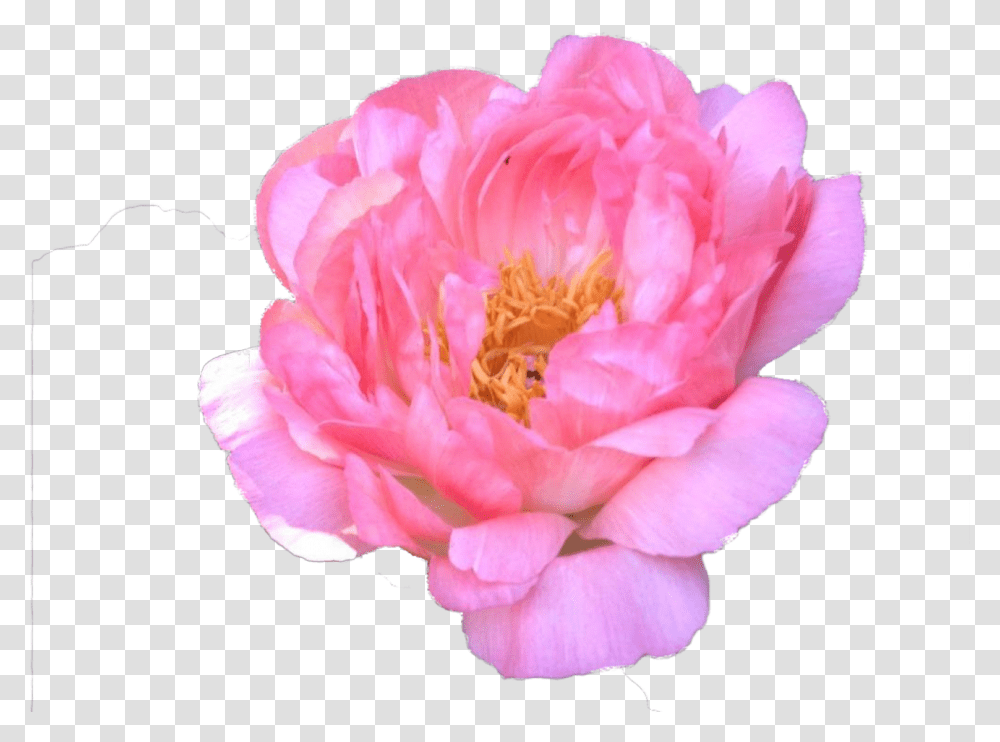 Common Peony, Flower, Plant, Blossom, Rose Transparent Png