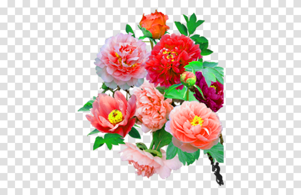 Common Peony, Plant, Dahlia, Flower, Blossom Transparent Png
