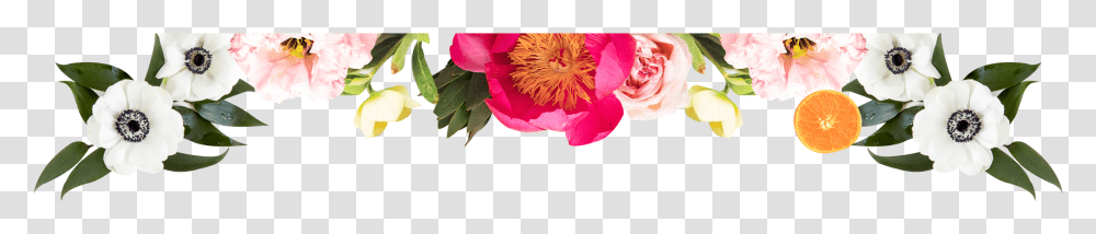 Common Peony, Plant, Flower, Blossom, Anther Transparent Png