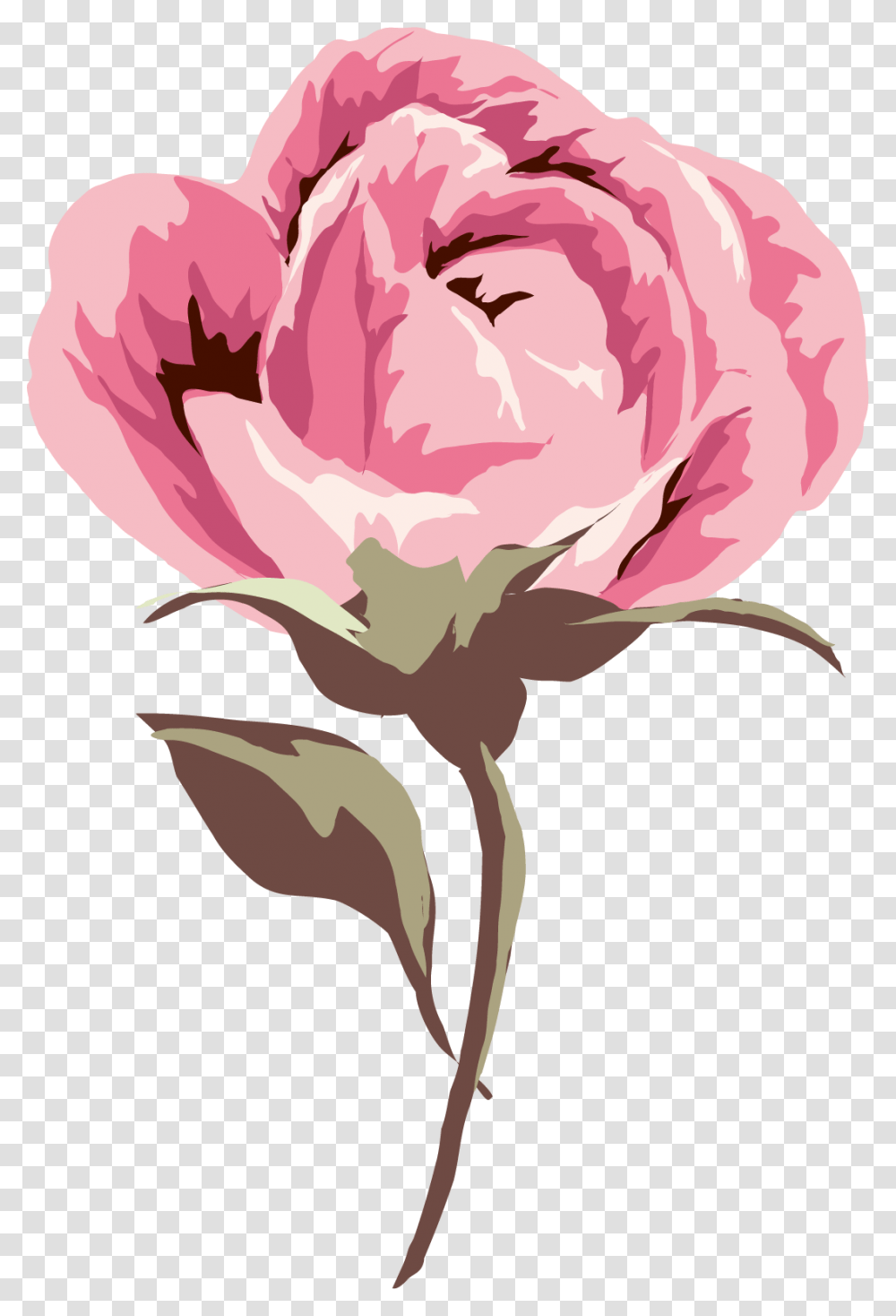 Common Peony, Plant, Flower, Blossom, Carnation Transparent Png