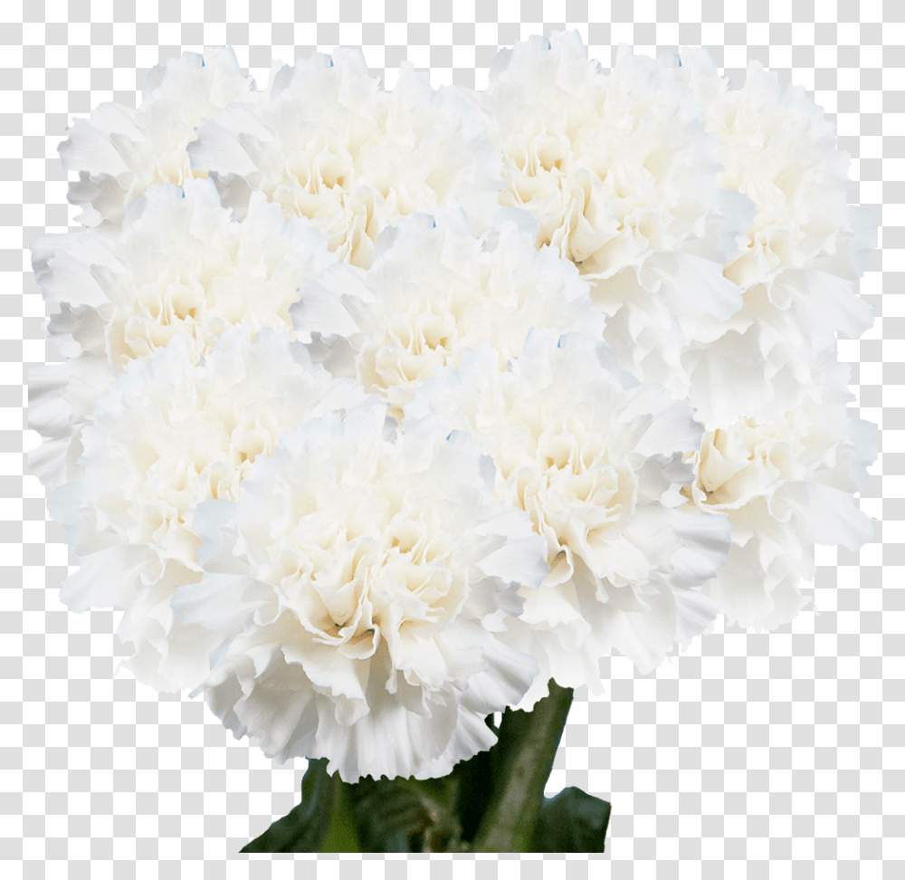 Common Peony, Plant, Flower, Blossom, Carnation Transparent Png