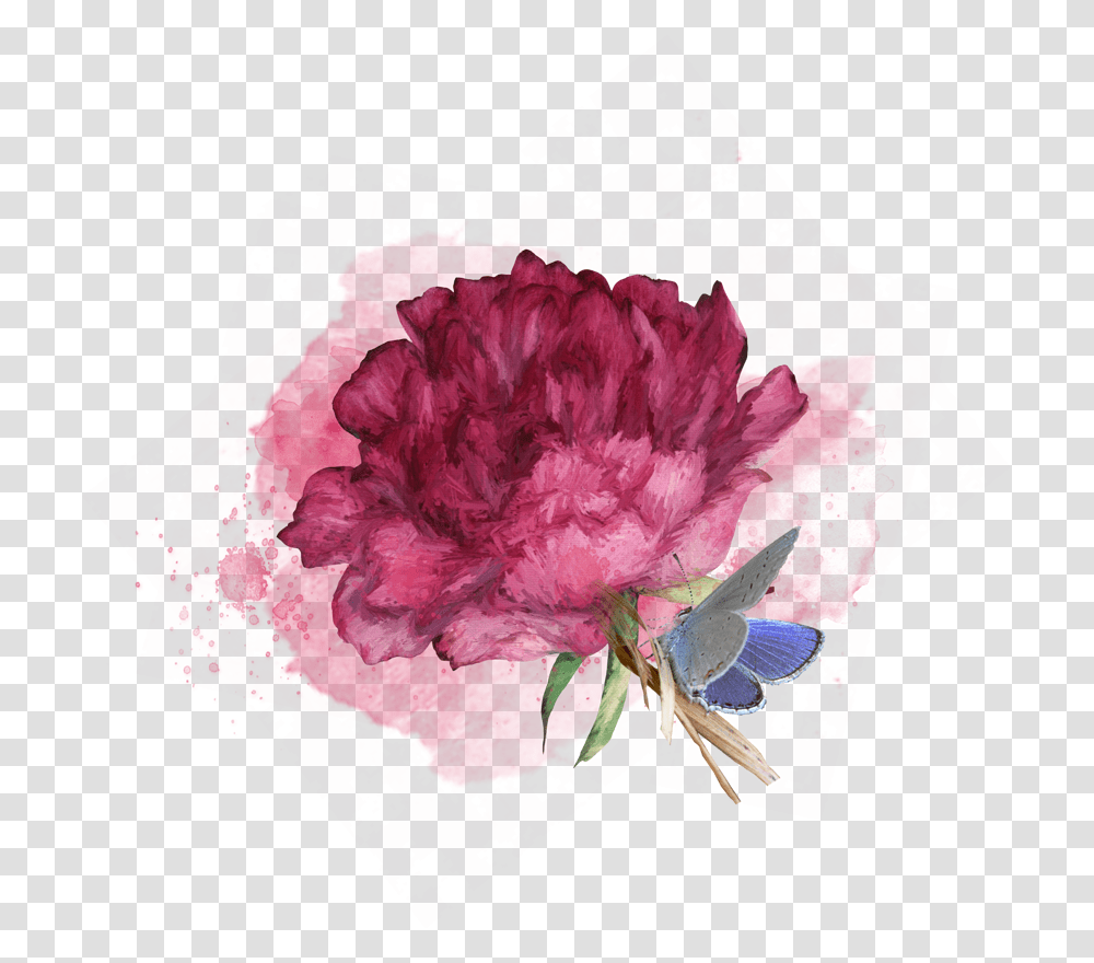 Common Peony, Plant, Flower, Blossom, Carnation Transparent Png