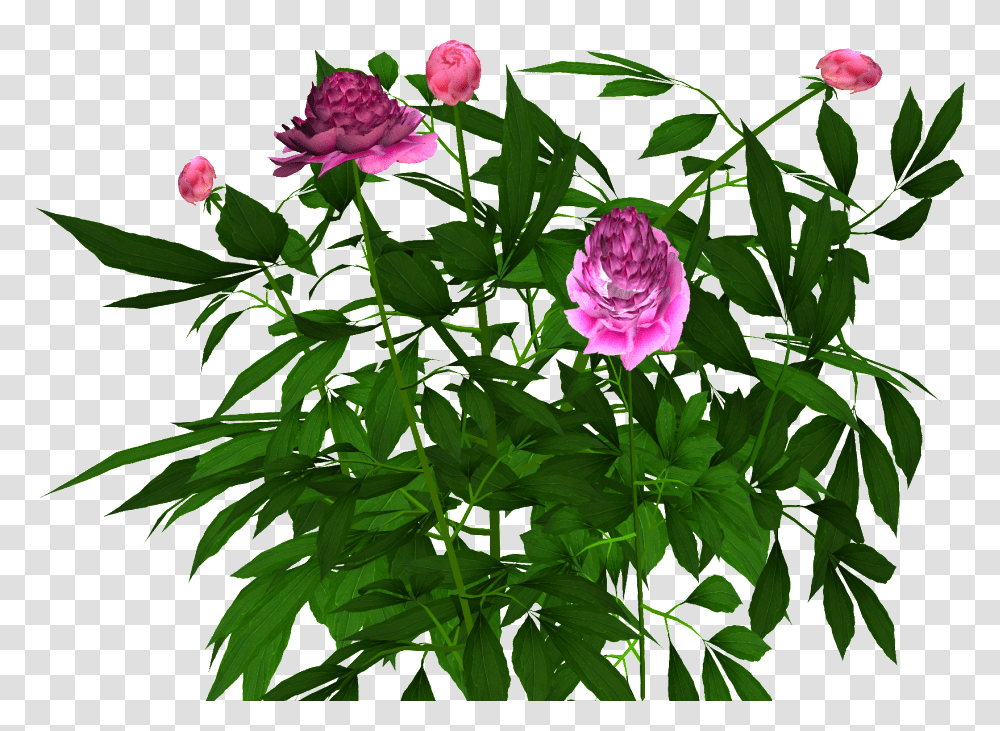Common Peony, Plant, Flower, Blossom, Leaf Transparent Png