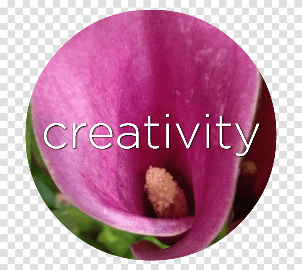 Common Peony, Plant, Flower, Blossom, Purple Transparent Png