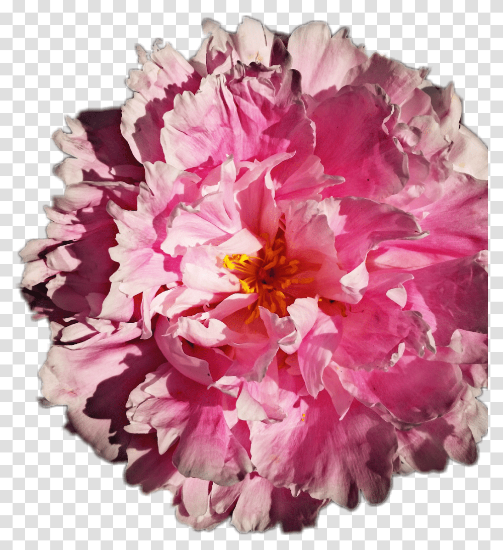 Common Peony, Plant, Flower, Blossom, Rose Transparent Png