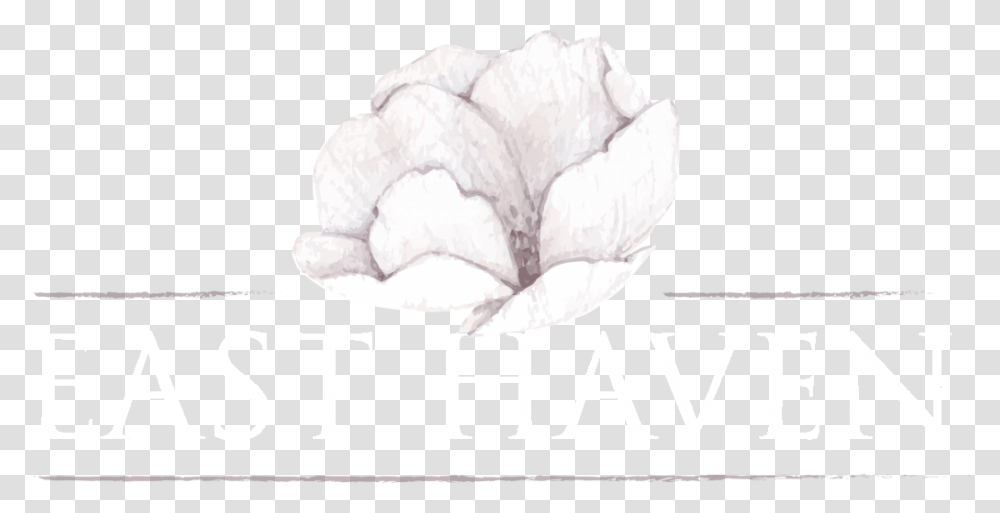 Common Peony, Plant, Food, Rose Transparent Png