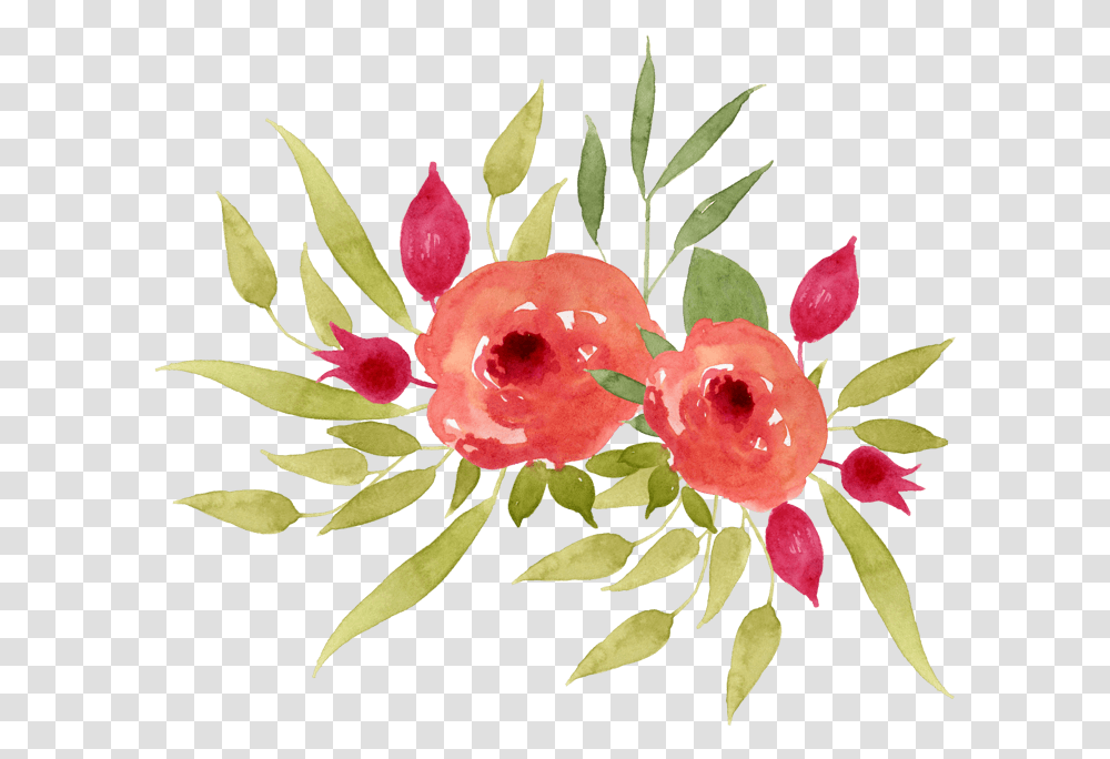Common Peony, Plant, Fruit, Food, Flower Transparent Png