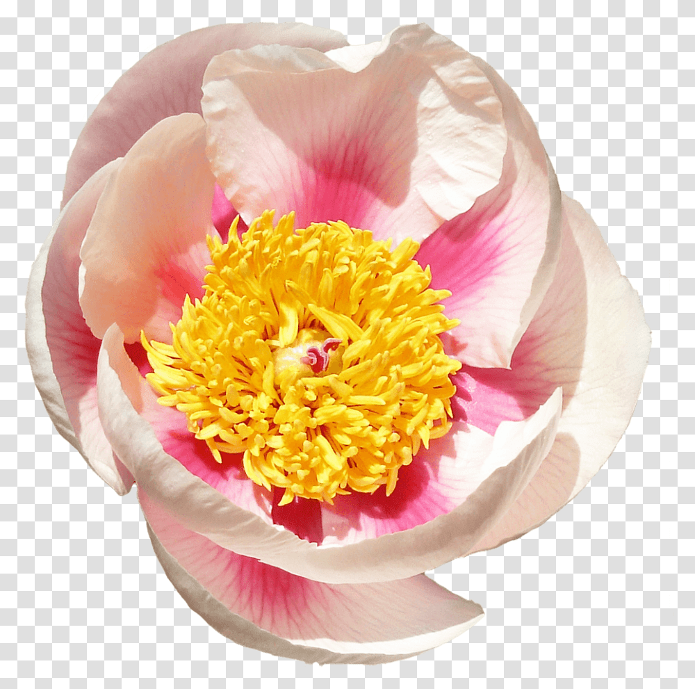 Common Peony, Plant, Rose, Flower, Blossom Transparent Png