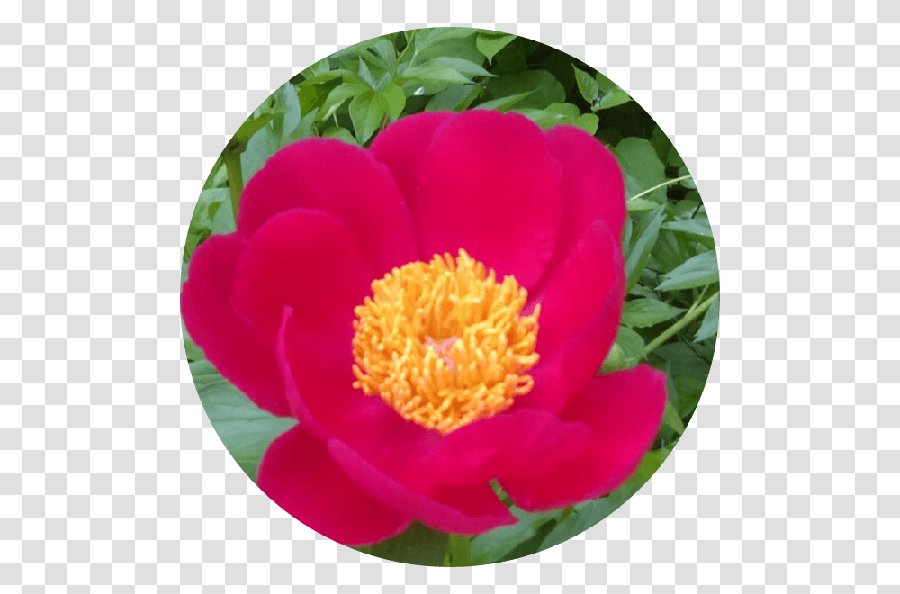 Common Peony, Plant, Rose, Flower, Blossom Transparent Png