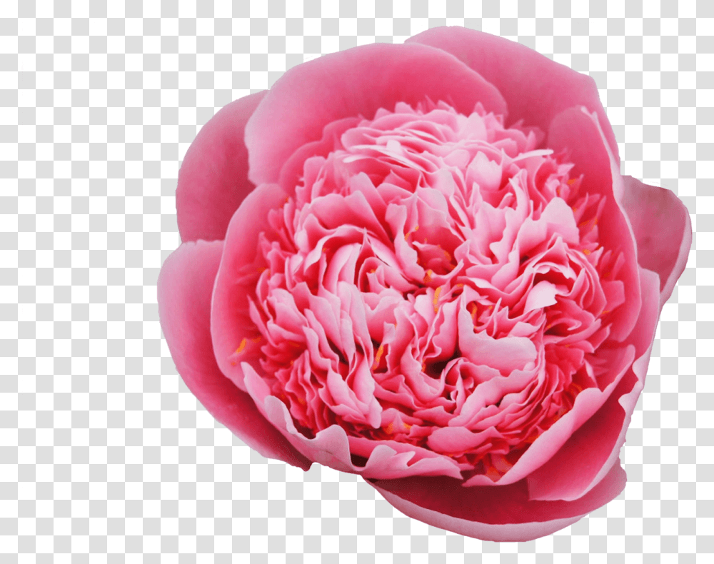 Common Peony, Rose, Flower, Plant, Blossom Transparent Png