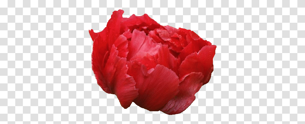 Common Peony, Rose, Flower, Plant, Blossom Transparent Png