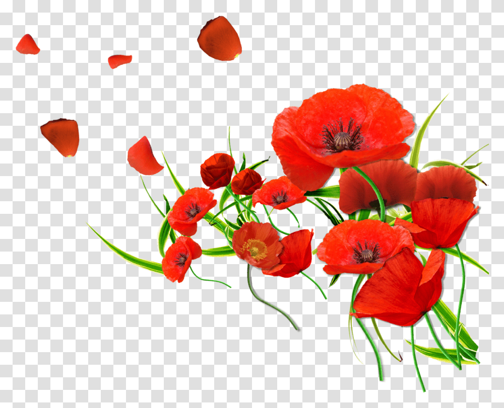 Common Poppy Flower Petal Desktop Wallpaper Background Poppy, Plant, Blossom, Pollen, Anemone Transparent Png