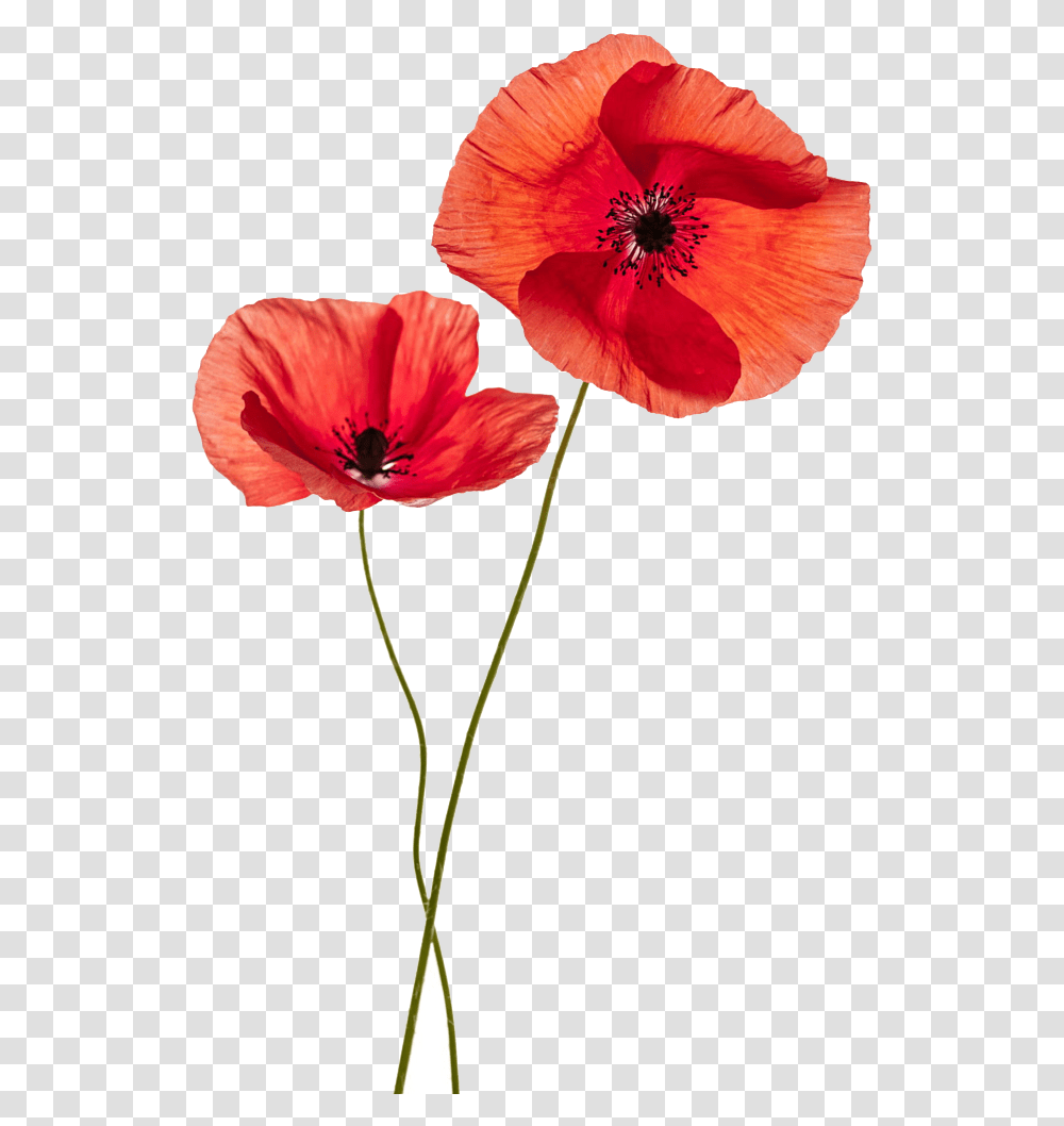 Common Poppy Flower Stock Photography Remembrance Poppy Background Poppy Flowers, Plant, Blossom, Petal, Anther Transparent Png