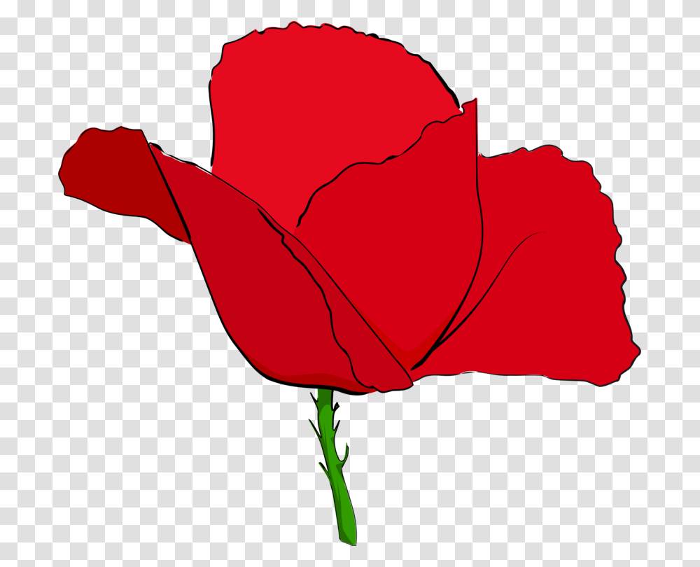 Common Poppy Remembrance Poppy Flower Red, Rose, Plant, Blossom, Person Transparent Png