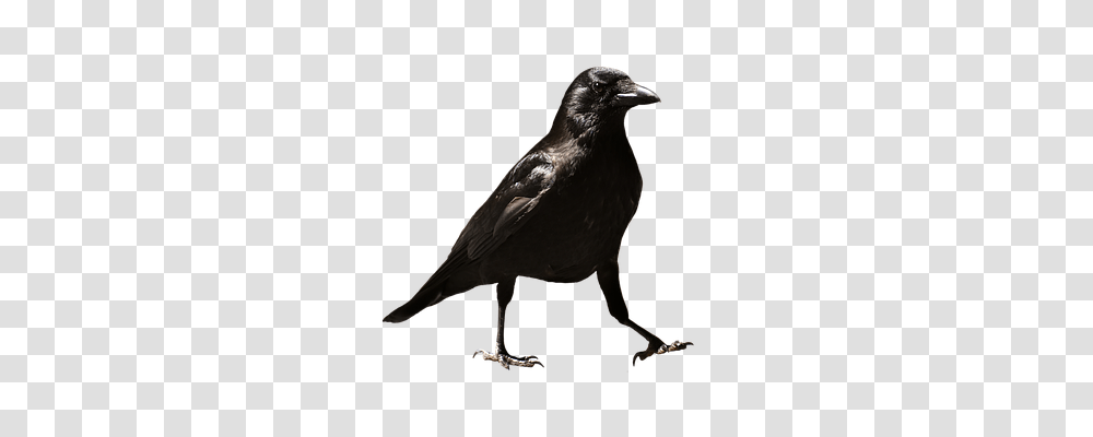 Common Raven Nature, Bird, Animal, Crow Transparent Png