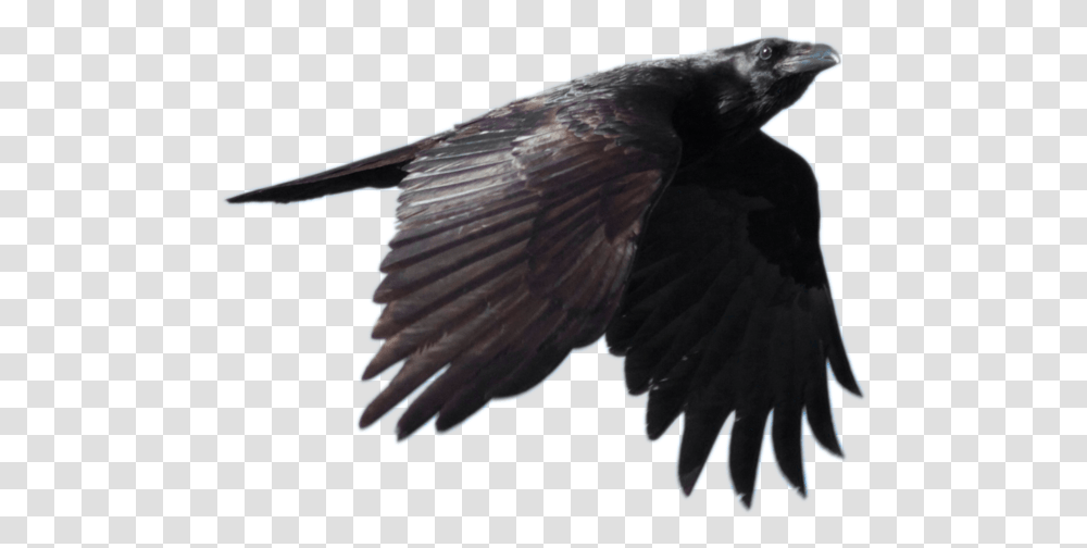 Common Raven Background Image, Bird, Animal, Eagle, Buzzard Transparent Png