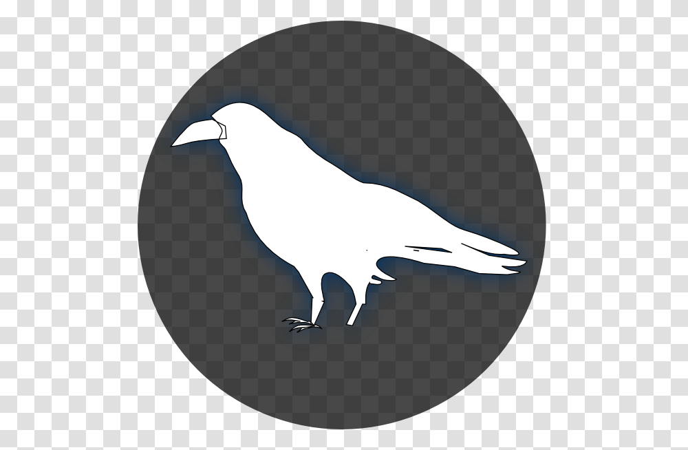 Common Raven Baltimore Ravens Drawing Clip Art White Ravens Background, Bird, Animal, Eagle, Jay Transparent Png