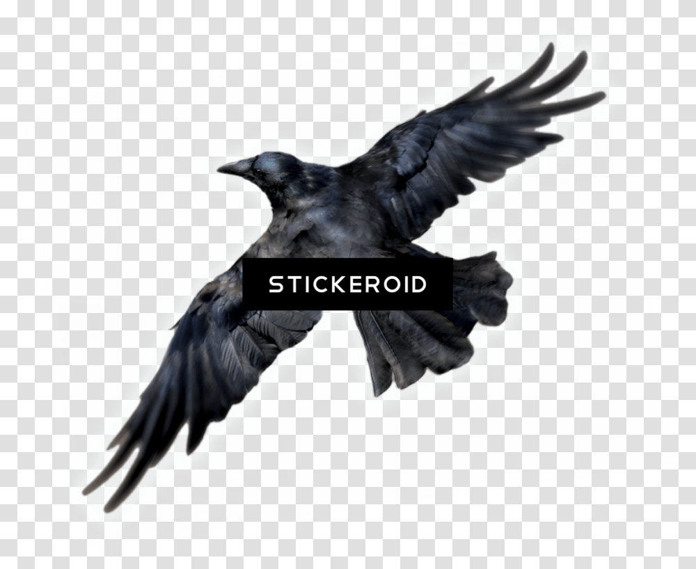 Common Raven Birds Raven Bird, Animal, Crow, Blackbird, Agelaius Transparent Png