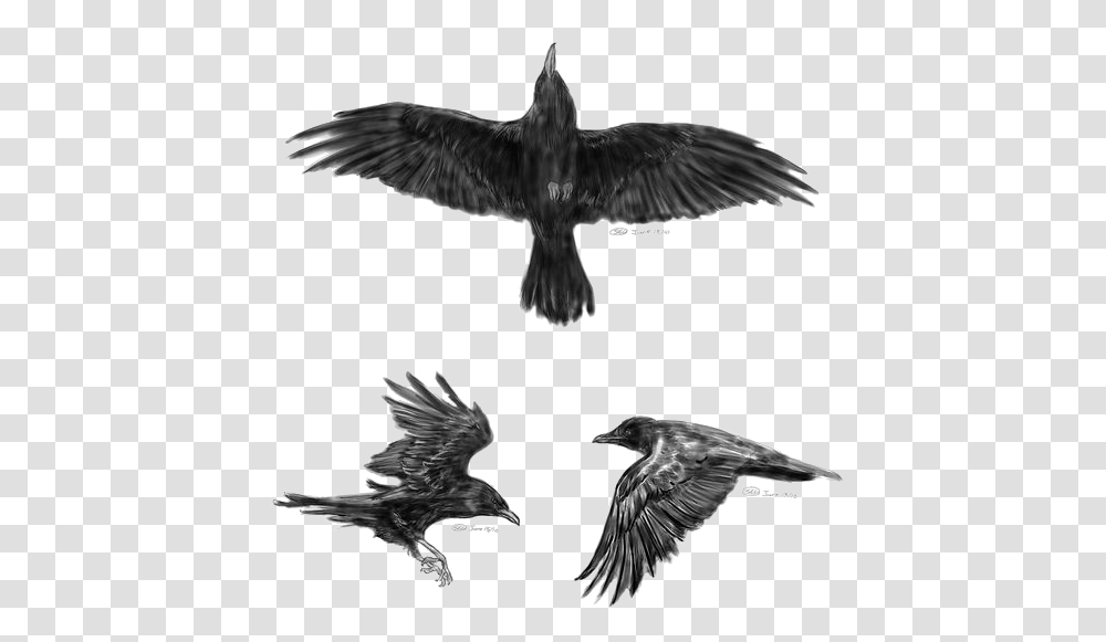 Common Raven Flight Tattoo Idea Little Crow Crow Tattoo Designs, Bird, Animal, Flying, Blackbird Transparent Png