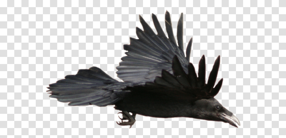 Common Raven Flight Watercolor Painting Raven Flying, Bird, Animal, Eagle, Blackbird Transparent Png