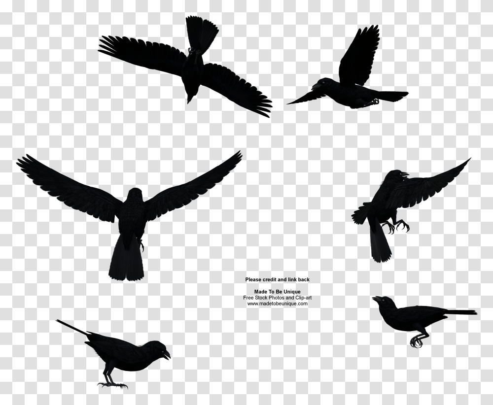 Common Raven Free Stock Image Bird Flying From Above, Animal, Silhouette, Eagle, Blackbird Transparent Png