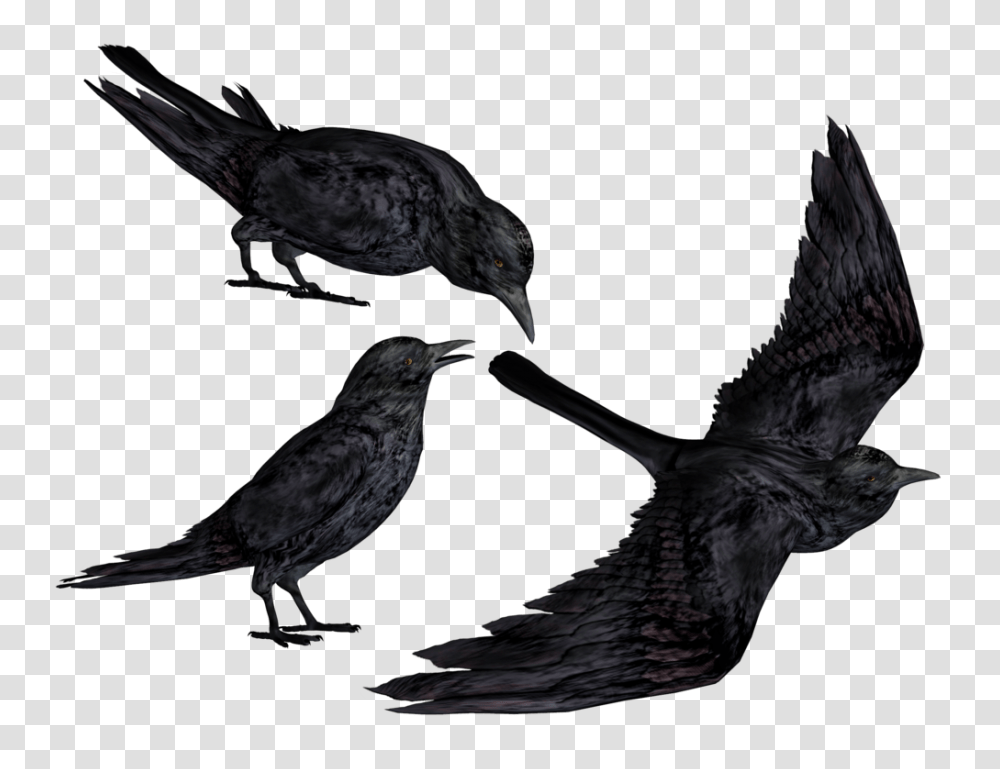 Common Raven Hd Photo, Bird, Animal, Blackbird, Agelaius Transparent Png