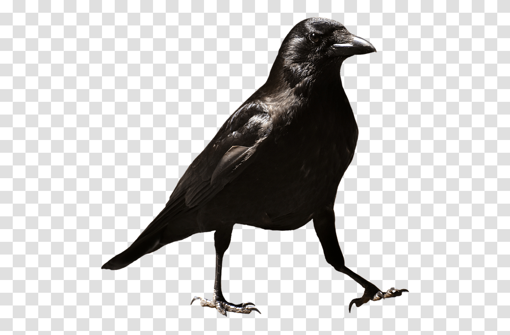 Common Raven Hd Raven, Bird, Animal, Crow, Blackbird Transparent Png