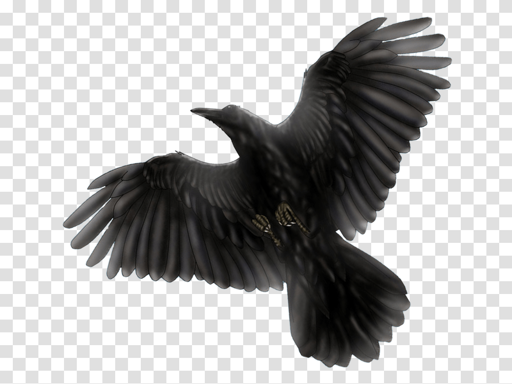 Common Raven Image Mart Black Bird, Animal, Eagle, Flying, Vulture Transparent Png