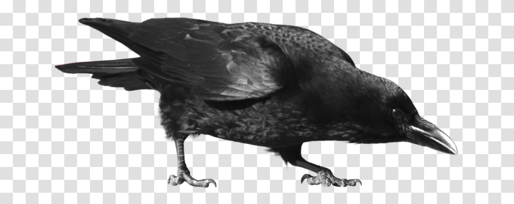 Common Raven Picture Crow, Bird, Animal Transparent Png