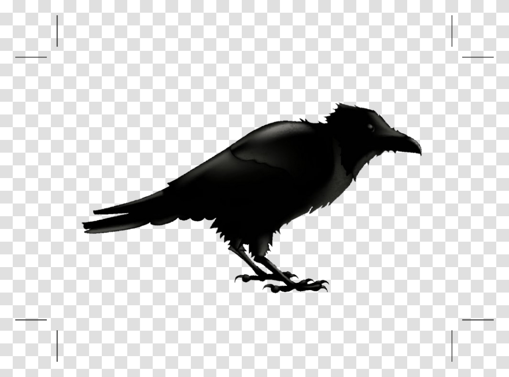 Common Raven Silhouette Stock Photography Illustration Cartoon Raven, Bird, Animal, Crow, Blackbird Transparent Png