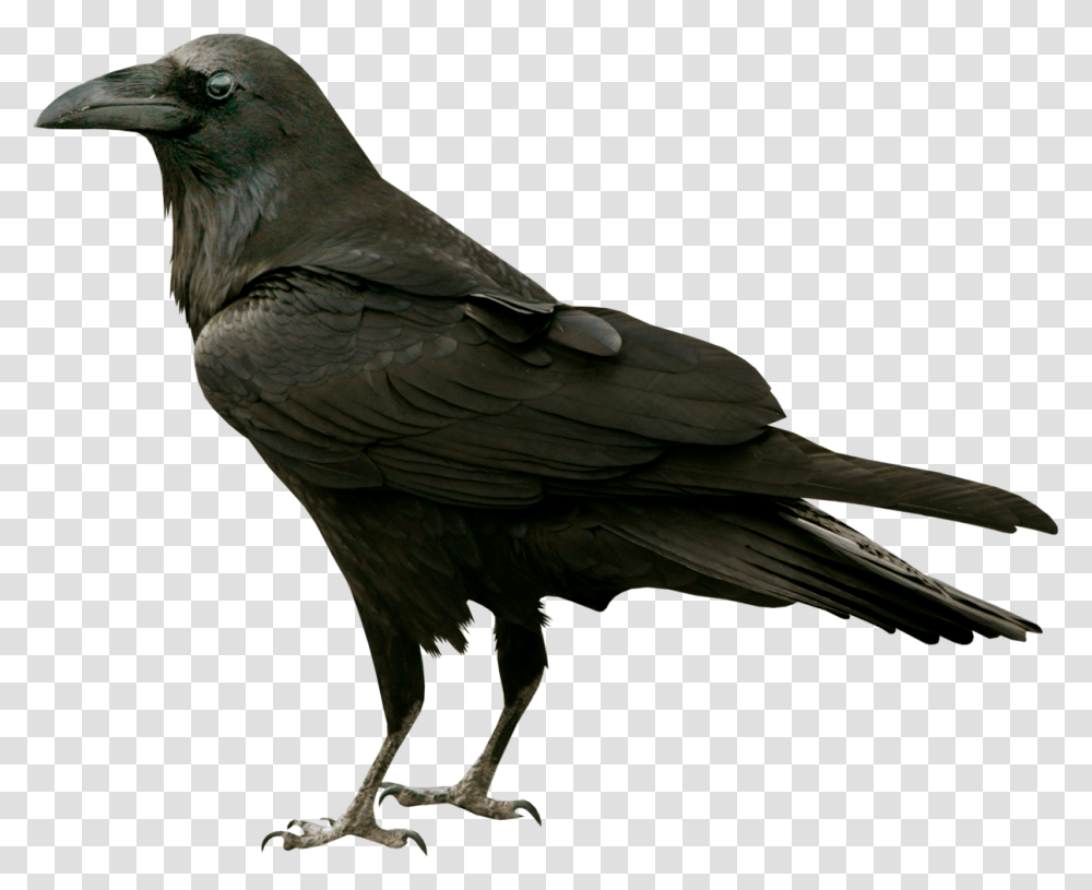 Common Raven The Bird Silhouette Clip Art Raven Clear Background, Animal, Crow, Parrot, Blackbird Transparent Png