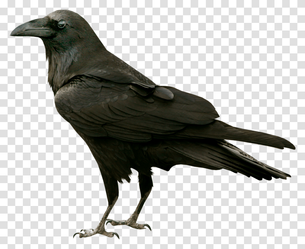 Common Raven The Bird Silhouette Clip Background Raven, Animal, Crow, Blackbird Transparent Png