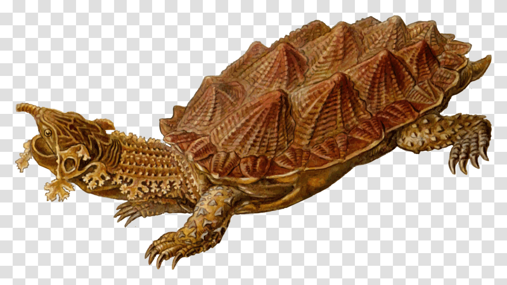 Common Snapping Turtle Reptile Mata Mata Archelon, Sea Life, Animal, Tortoise, Lizard Transparent Png