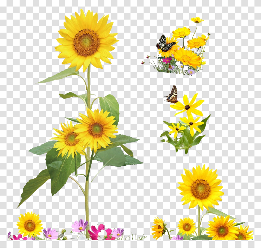 Common Sunflower Cartoon Illustration Cartoon Cute Clipart Sunflower, Plant, Blossom, Daisy, Daisies Transparent Png