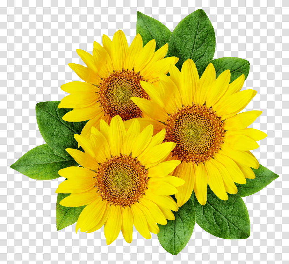 Common Sunflower Cartoon Sunflower Seed Sunflower Transparent Png