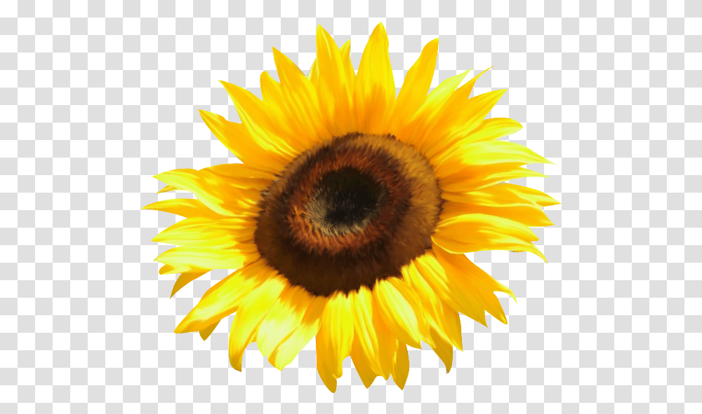 Common Sunflower Clip Art, Plant, Blossom Transparent Png