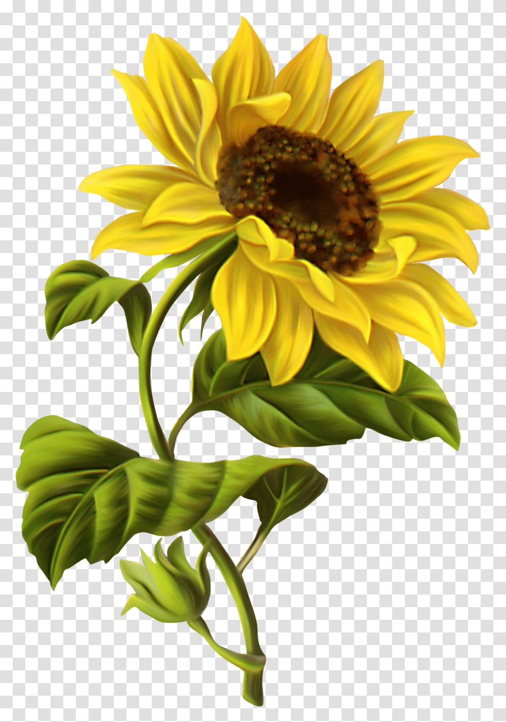 Common Sunflower Drawing Botanical Sunflower Drawing, Plant, Blossom, Daisy, Daisies Transparent Png