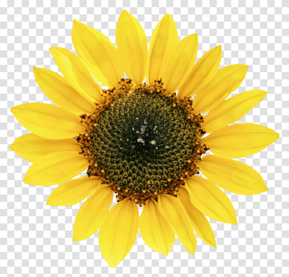 Common Sunflower Petal Sunflower Seed Types Of Oil Crops, Plant, Blossom, Daisy, Daisies Transparent Png