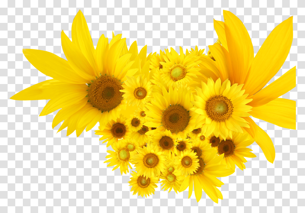 Common Sunflower, Plant, Blossom, Daisy, Daisies Transparent Png