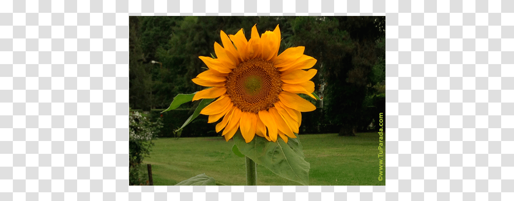 Common Sunflower, Plant, Blossom, Vegetation Transparent Png